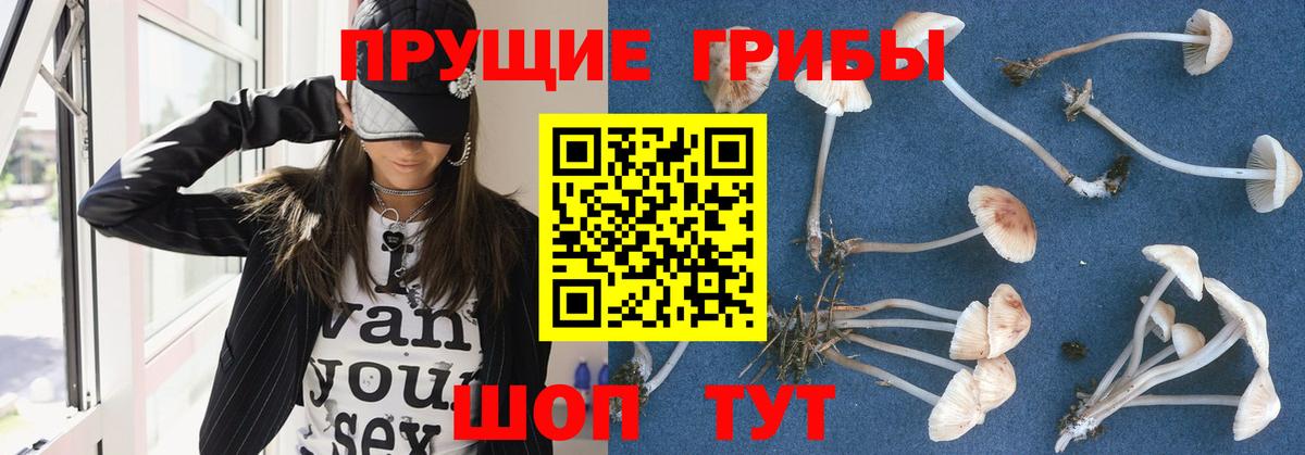Галлюциногенные грибы Psilocybine cubensis Вятские Поляны